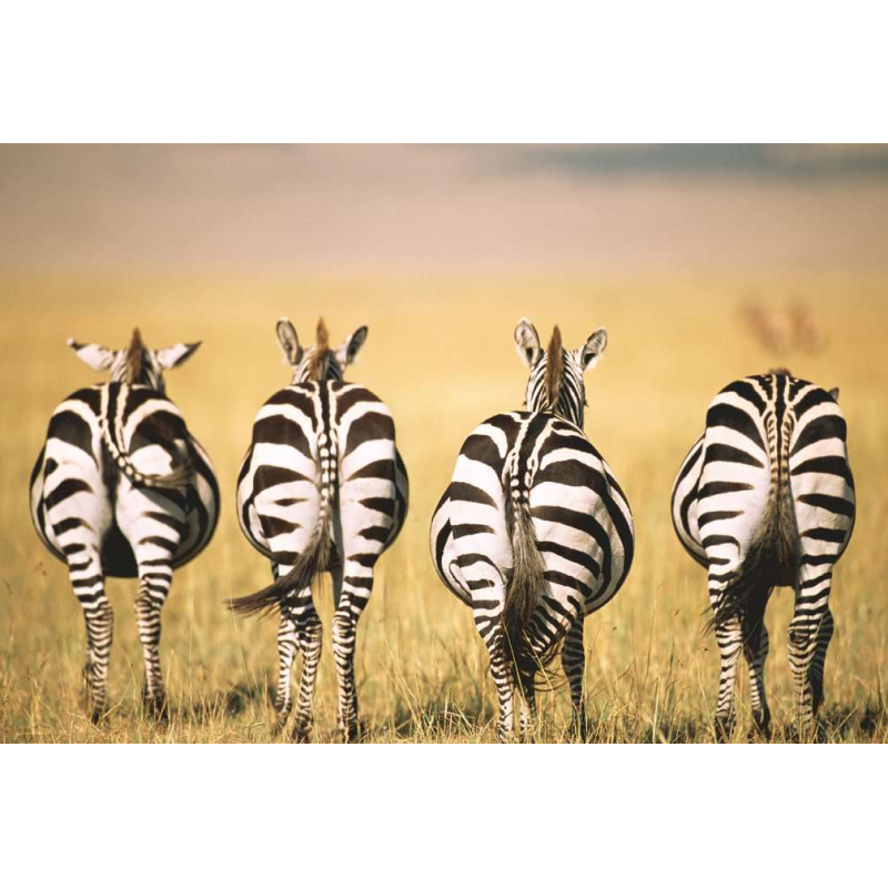 Puzzle Zebra 300 Pzs