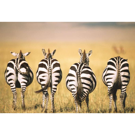 Puzzle Zebra 300 Pzs