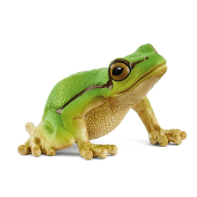 Rana Arborícola Europea