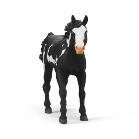 Caballo Capón Paint Horse 2