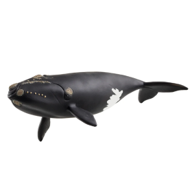 Ballena Franca Glacial