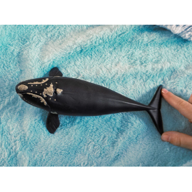 Ballena Franca Glacial 2