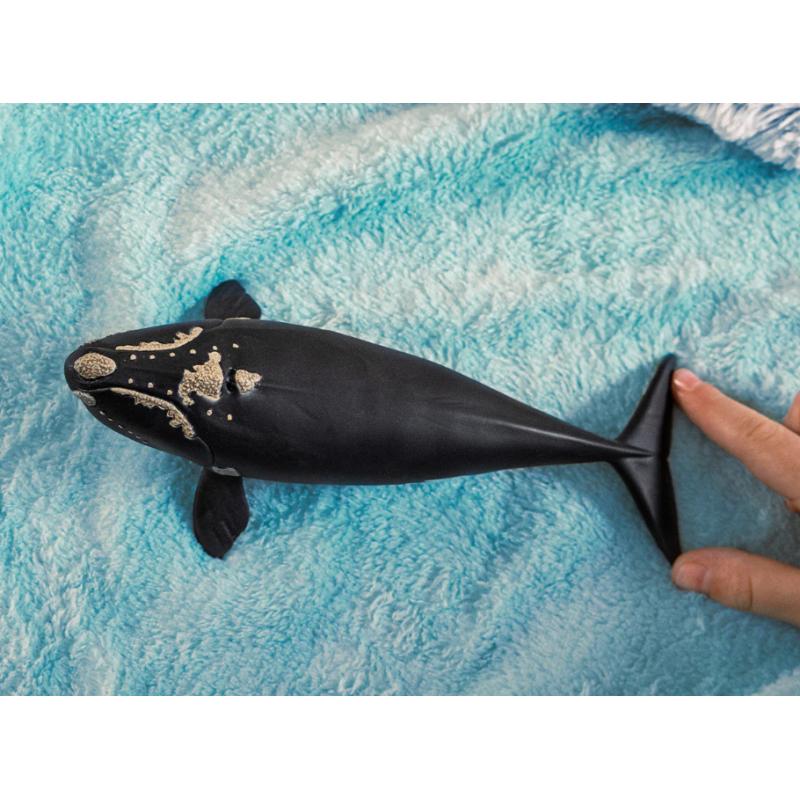 Ballena Franca Glacial