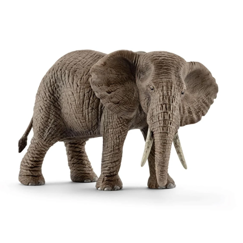 Elefante Africano Hembra
