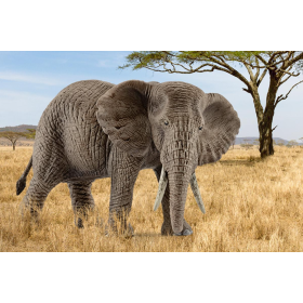 Elefante Africano Hembra 2