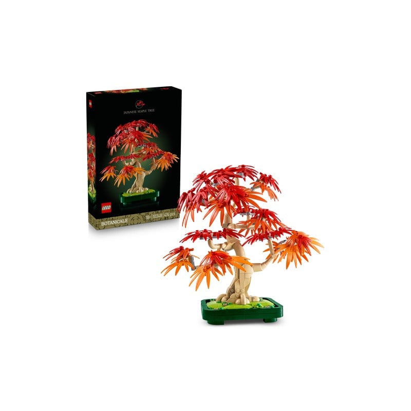 bonsai arce rojo japonés