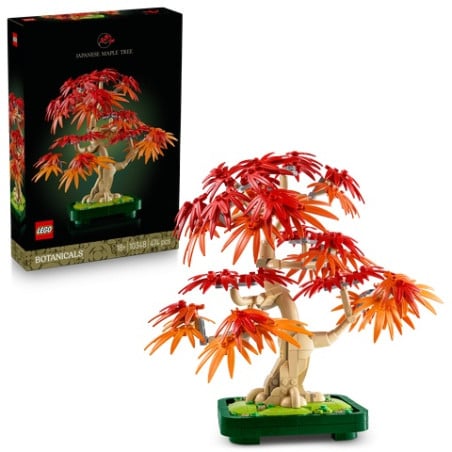 bonsai arce rojo japonés