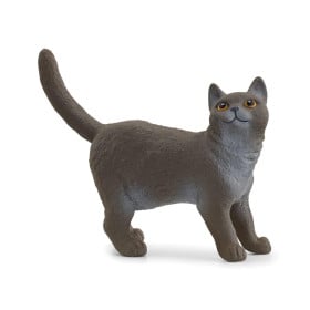 Gato Británico De Pelo Corto