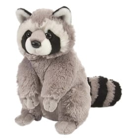 Mapache