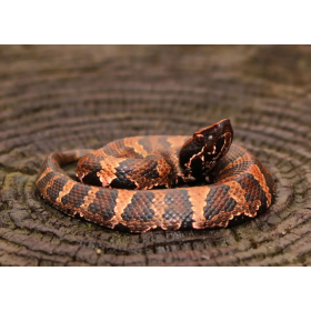 Serpiente Boca De Algodón Del Este De Wild Republic 2