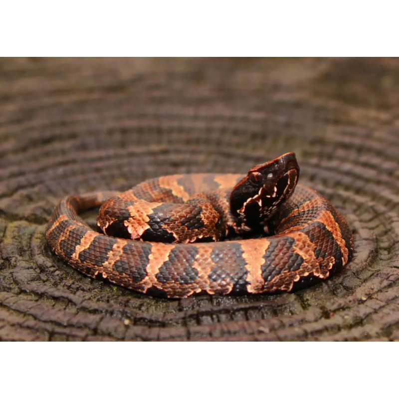 Serpiente Boca De Algodón Del Este
