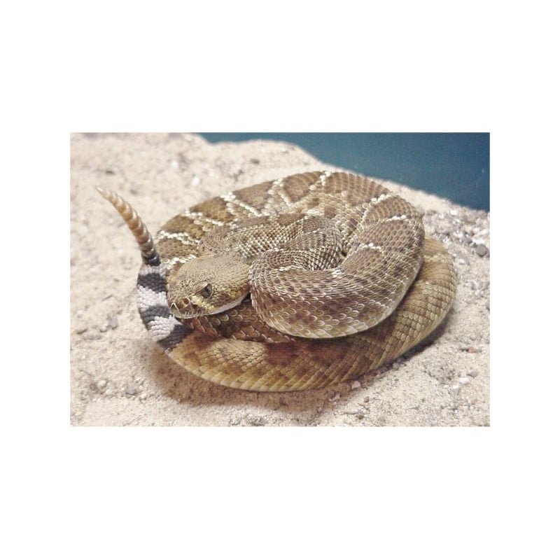 Serpiente De Cascabel Diamantina Del Oeste