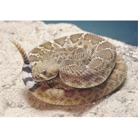 Serpiente De Cascabel Diamantina Del Oeste