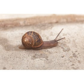 Caracol De Jardín Wild Republic 2