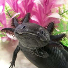 Axolote Negro Wild Republic 2