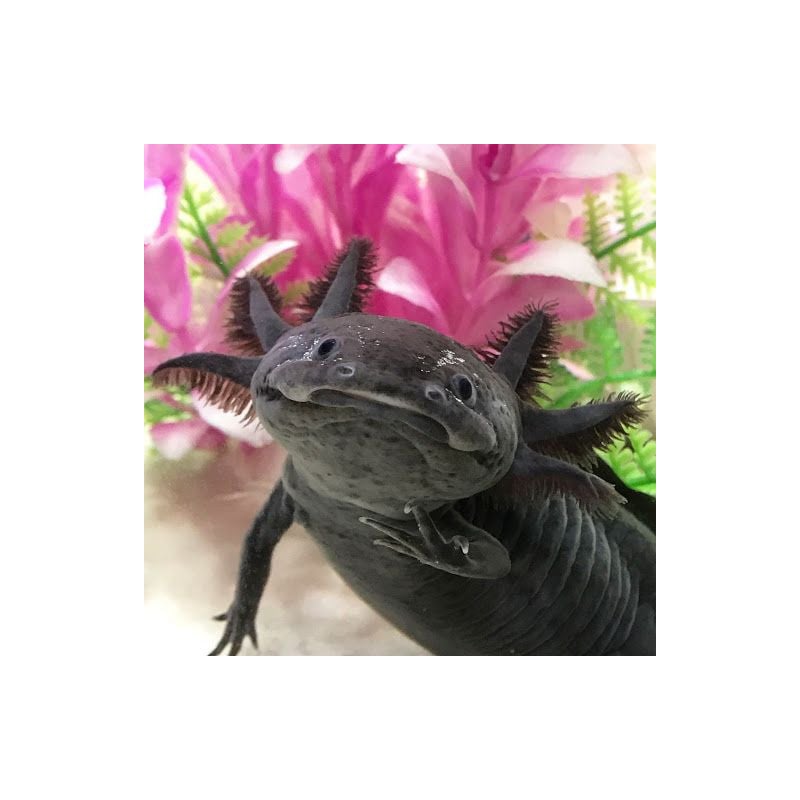 Axolote Negro