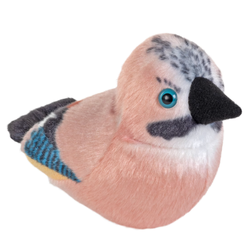 Arrendajo Azul De Wild Republic