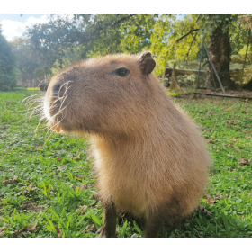 Capibara Real De Wild Republic 2