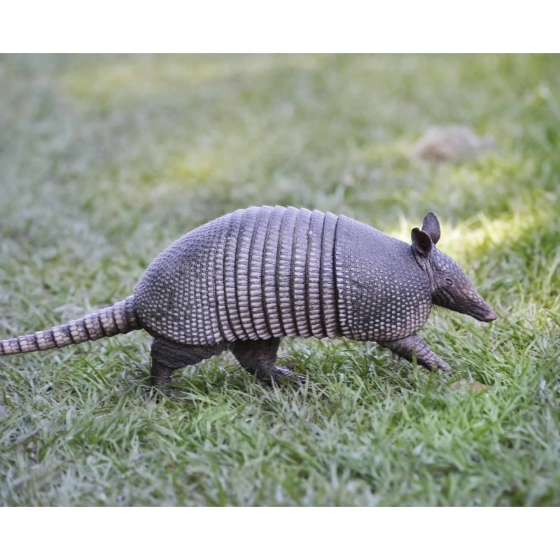 Armadillo De Nueve Bandas