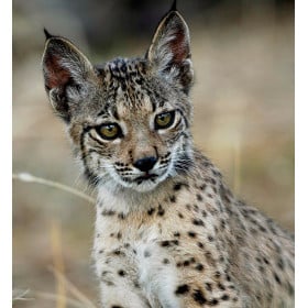 Lince Boreal De Wild Republic 2