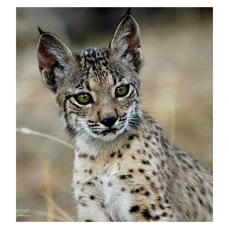 Lince Boreal