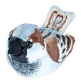 Gorrión Común Con Sonidos