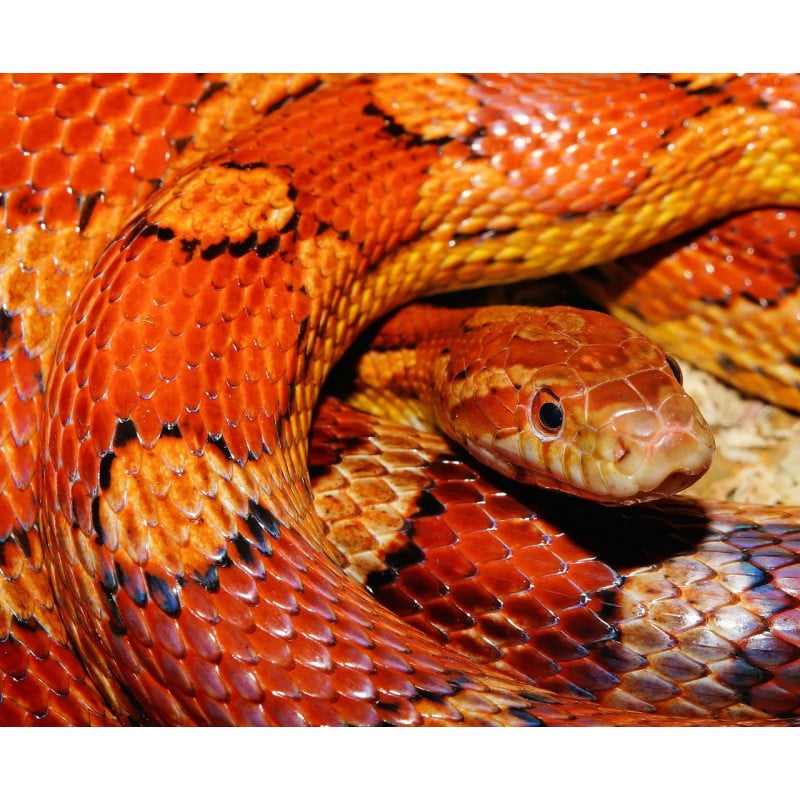 Serpiente Del Maíz
