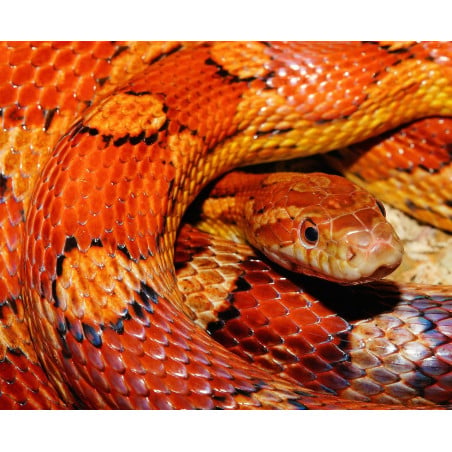 Serpiente Del Maíz