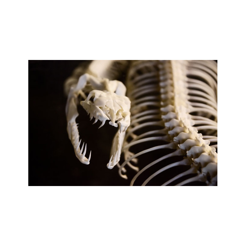 Serpiente Esqueleto