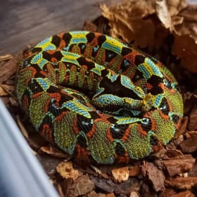 Víbora Rinoceronte De Wild Republic 2