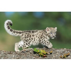 Cachorro Leopardo De Las Nieves De Wild Republic 2