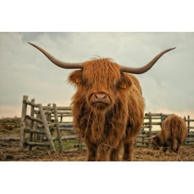 Vaca De Las Tierras Altas De Wild Republic 2