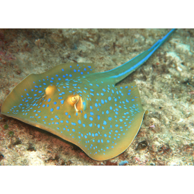 Raya Moteada Azul De Wild Republic 2