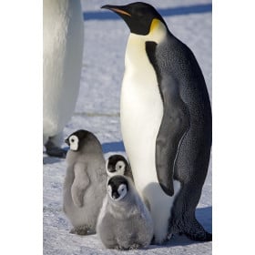 Pingüino Emperador De Wild Republic 2