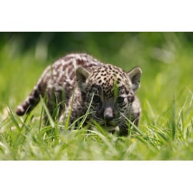 Jaguar De Wild Republic 2