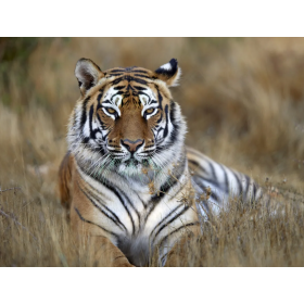 Tigre De Bengala Adulto De Wild Republic 2