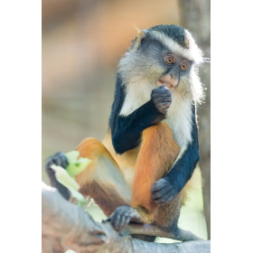 Mono de Wolf De Wild Republic 2