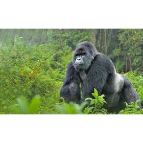 Gorila Espalda Plateada De Wild Republic 2