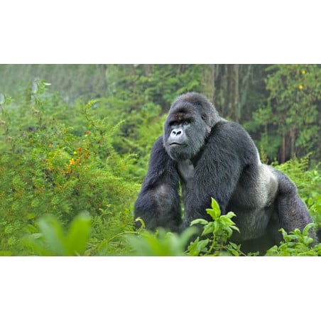 Gorila Espalda Plateada