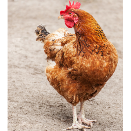 Gallina Común