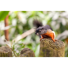 Ardilla De Prevost De Wild Republic 2