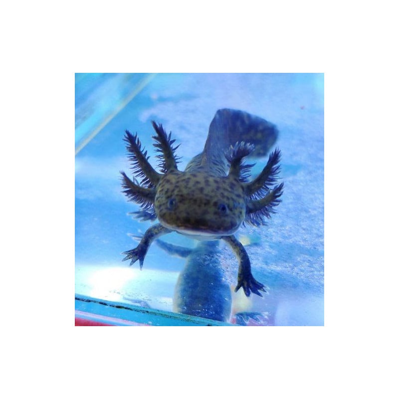 Mini Axolote Negro
