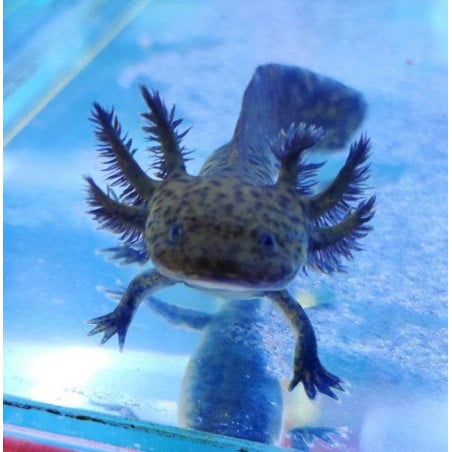 Mini Axolote Negro