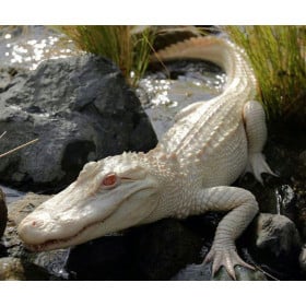 Caimán Blanco De Wild Republic 2