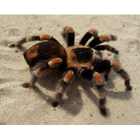 Tarántula De Wild Republic 2