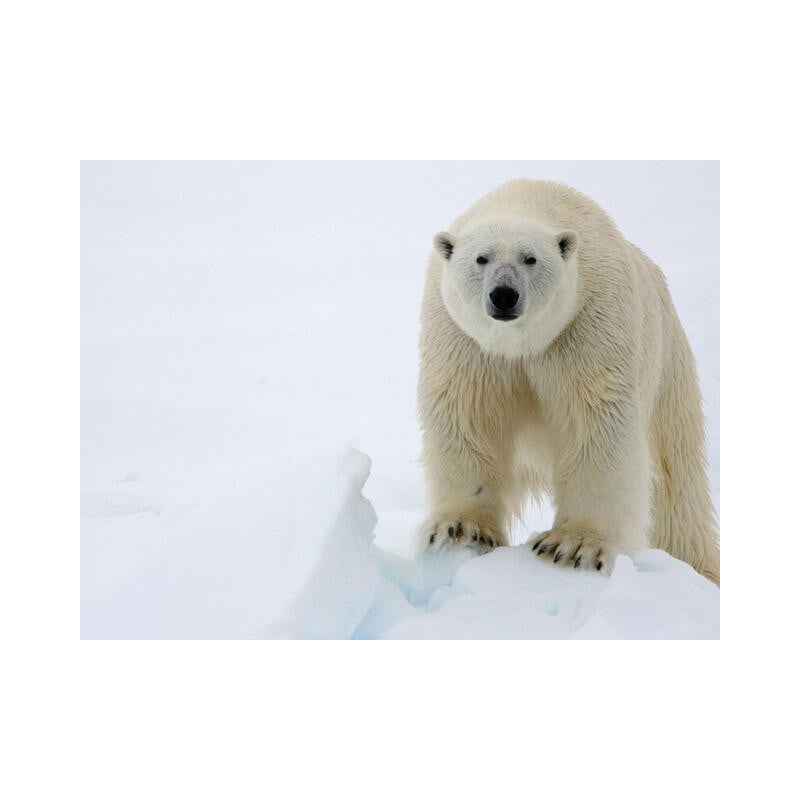 Oso Polar