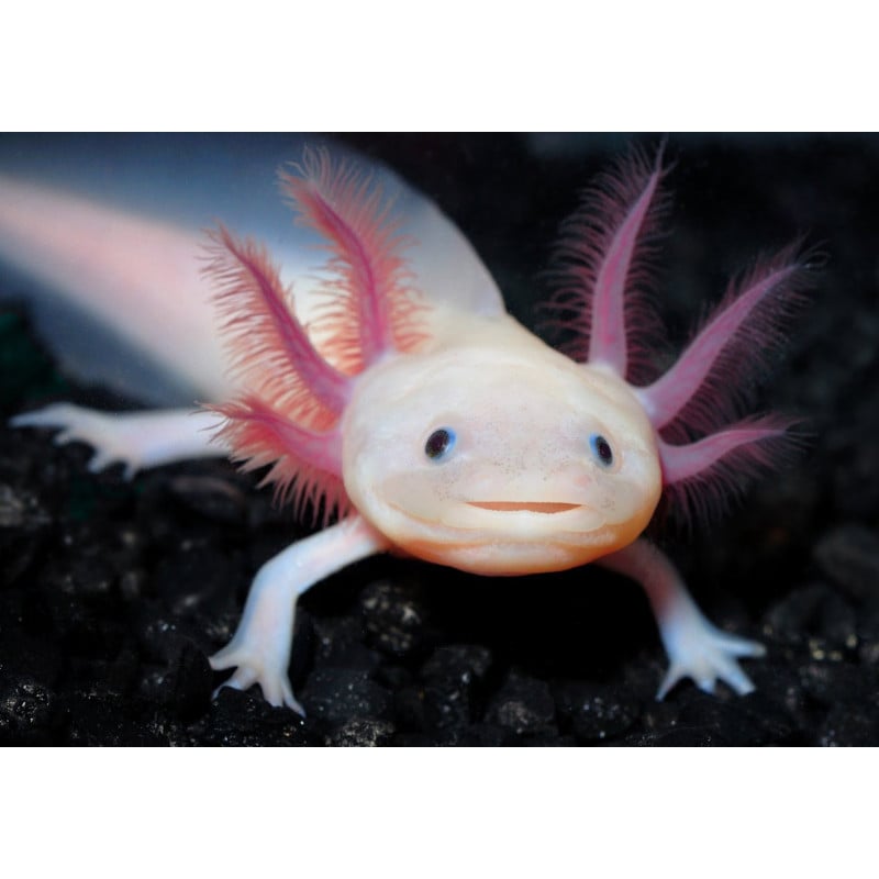 Axolote Rosa