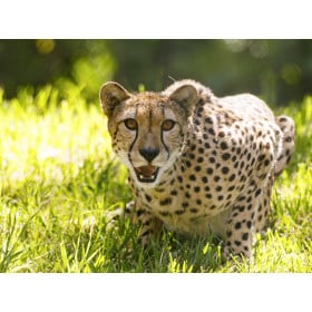 Guepardo Tailkins De Wild Republic 2