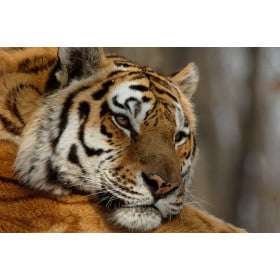 Tigre Tailkins De Wild Republic 2