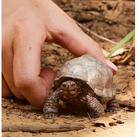 Schleich Tortuga Gigante De Schleich 2